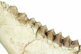Fossil Oreodont (Merycoidodon) Partial Mandible - South Dakota #316626-5